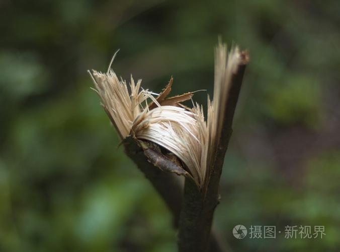 重生之綠 風暴過后，焦土上的生命贊歌