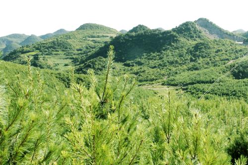 厲害了貴州林業六個第一掀起綠色風暴